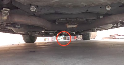 Rescuers Save Frightened Chihuahua On Street