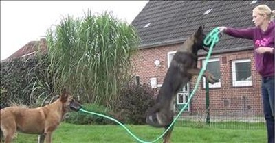 Talented Dog Helps His Friend Jump Rope 