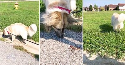 Sweet Dog Rescues Earth Worms 