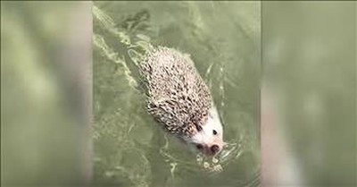 Adorable Hedgehog Goes For A Swim 