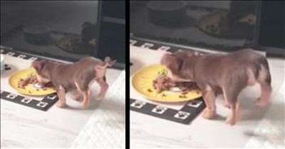 Puppy Does A Handstand When He Eats 