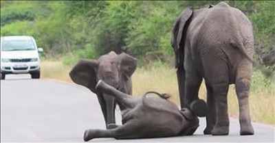Baby Elephant Naps In Road 