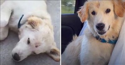 Travelers Give Stray Puppy A Forever Home 