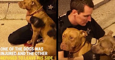 Police Officer Comforts Injured Pit Bulls