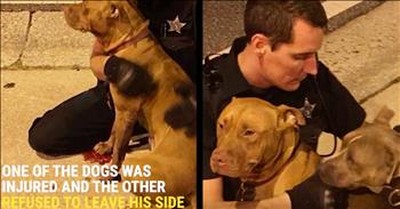 Police Officer Comforts Injured Pit Bulls 