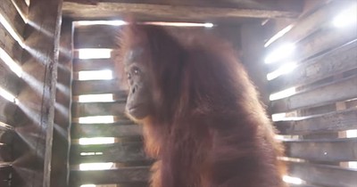 Orangutan Locked In A Box Is Set Free