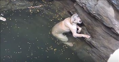 Drowning Dog In Well Is Rescued  