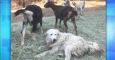 Dog Leads Family Animals To Safety Wildfires 