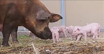 Pregnant Pig Jumps Out Of Truck To Save Babies 