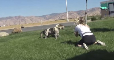 Dog Stranded At Gas Station Gets Rescued