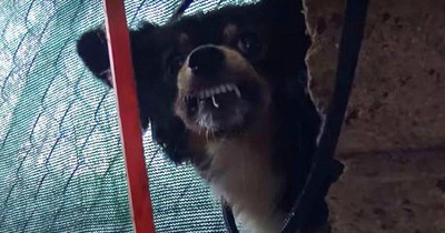 Mother Dog Fights Rescuers Fearing For Her Pups