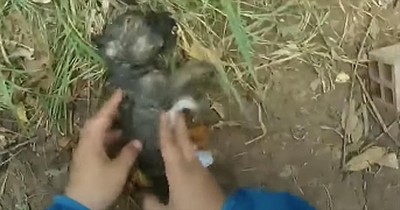 Man Rescues Drowning Puppy And Gives CPR