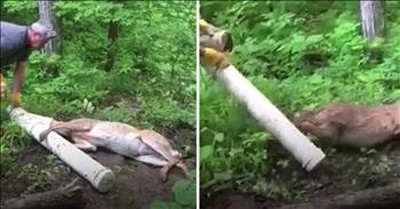 Man Rescues Deer With Head Stuck In A Pipe 