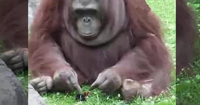 Animals Help Rescue Other Animals