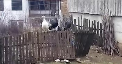 Turkey Whisperer Talks With 3 Turkeys 