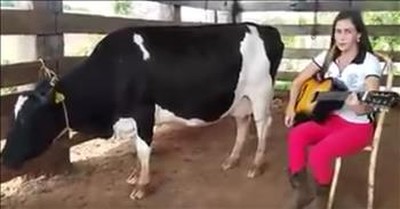 Musician Milks Cow With Her Guitar 