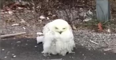Starving Owl On Road Gets Saved By Good Samaritan  