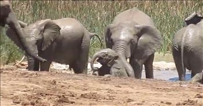 Herd Of Elephants Save Drowning Calf 