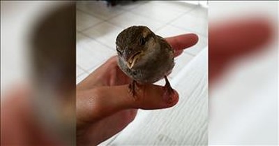 Woman Serenades Bird On Her Hand 
