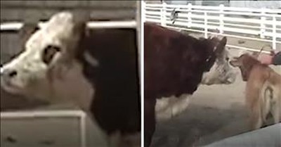 Crying Cow Is Reunited With Rescued Baby Calf 