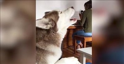 Dog Sings Along To Owner Playing Piano 