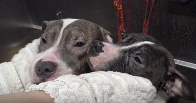 Pit Bull Brothers Rescued From The Streets