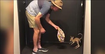 Baby Kangaroo Tries To Hop For First Time 