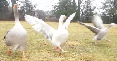 Excited Geese Run To Greet Owner