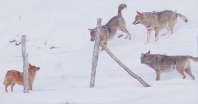 Brave Dog Escapes Pack Of Angry Wolves
