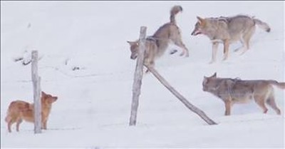 Brave Dog Escapes Pack Of Angry Wolves 