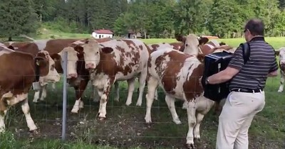 Cows Love The Accordion
