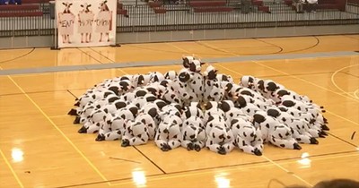 Dancing Cows Perform Synchronized Routine