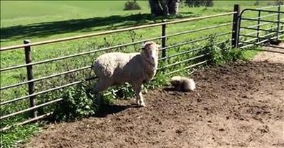 Tiny Fluffy Puppy Tries To Herd Sheep 