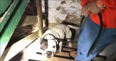 Abandoned Pitbull Left Chained In Basement 