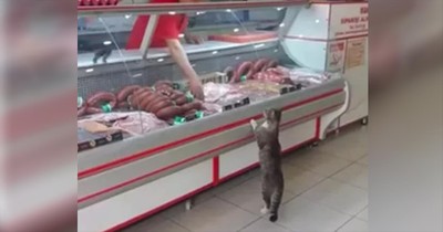 Cat Walks Into A Grocery Store And Picks Food