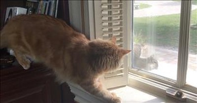 Cat Tries To Sneak Up On Squirrel 