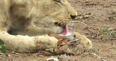 Lion Adopts Baby Antelope Who Lost Mom