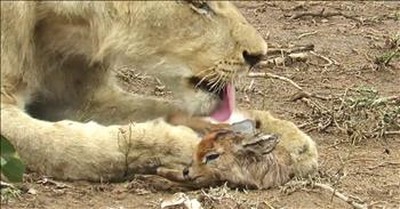 Lion Adopts Baby Antelope Who Lost Mom 