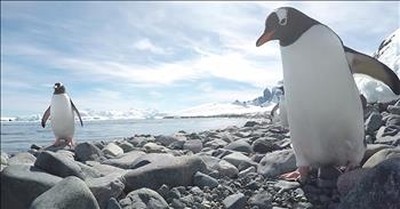 Curious Penguin Tries To Steal Camera 