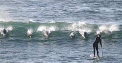 Dolphins Knocks Man Off Paddle Board 