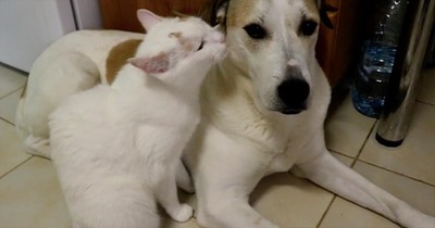 Dog Won't Pay Attention To Affectionate Cat