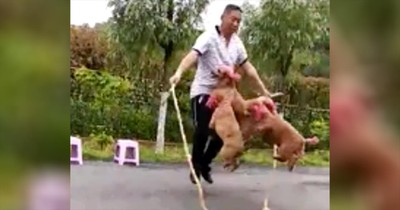 dogs skipping rope