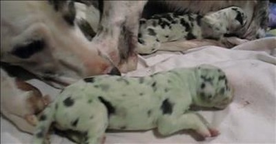 Great Dane Gives Birth To Rare Green Puppy 