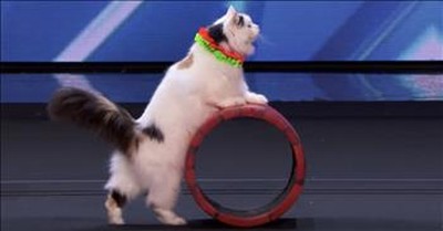 Trained Cat Troupe Dazzles During Audition 