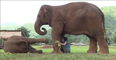 Momma Elephant Wants Human To Sing Lullaby To Baby 