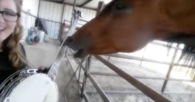 Horse Hilariously Starts The Banjo