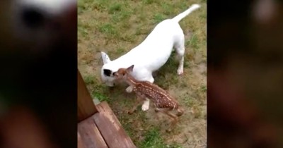 Bull Terrier And Fawn Become Adorable Friends