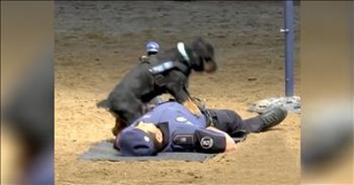 Police Dog Uses CPR To 'Save' Officer 