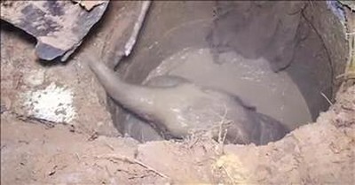 Elephant Mom Cries For Help When Baby Is Trapped 