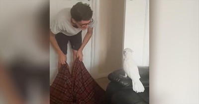 Cockatoo Has Funny Reaction To Owner's Disappearing Act